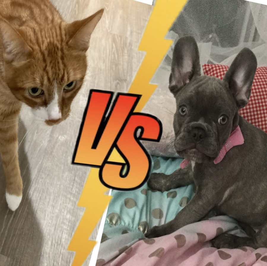 The Pet Battle!